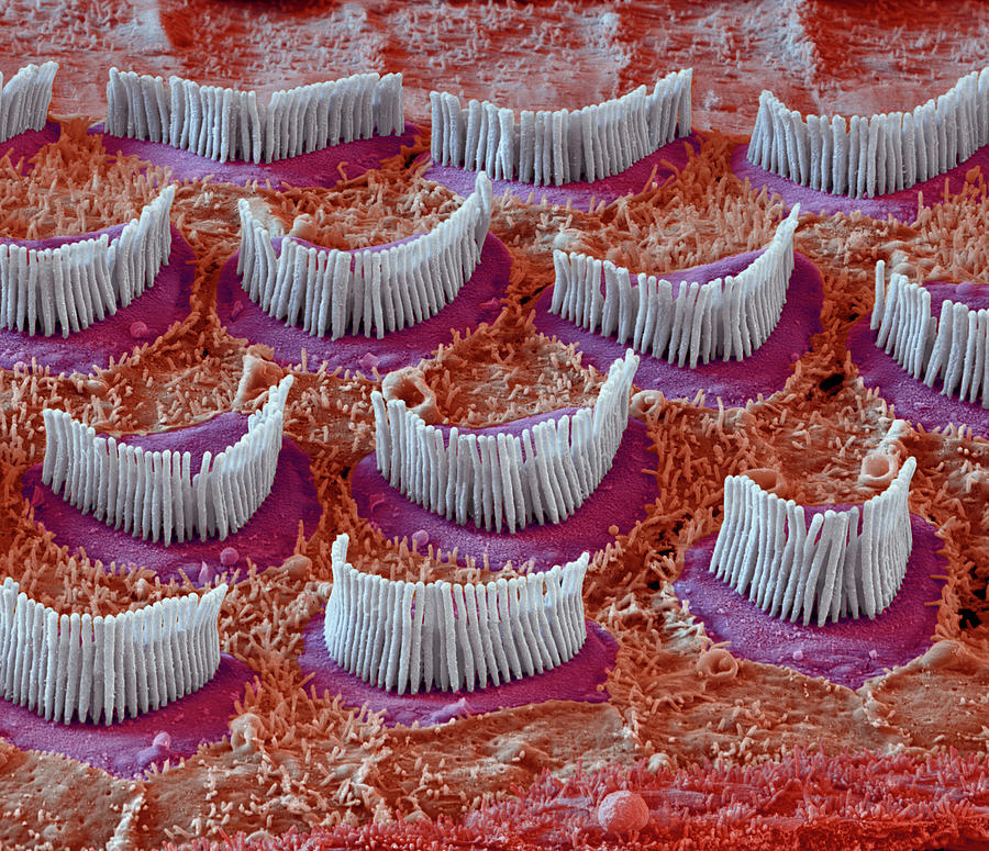 Cochlea, Outer Hair Cells, Sem #7 Photograph by Oliver Meckes EYE OF SCIENCE