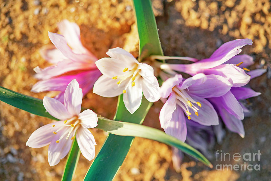 Colchicum Ritchii #3 Photograph by Benny Woodoo