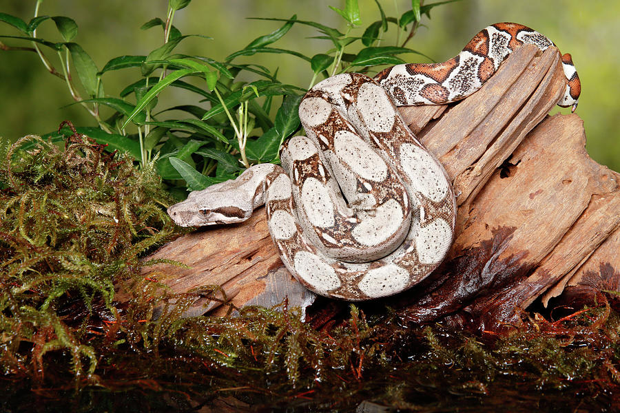 Colombian Red Tail Boa Constrictor #7 Photograph by David Kenny