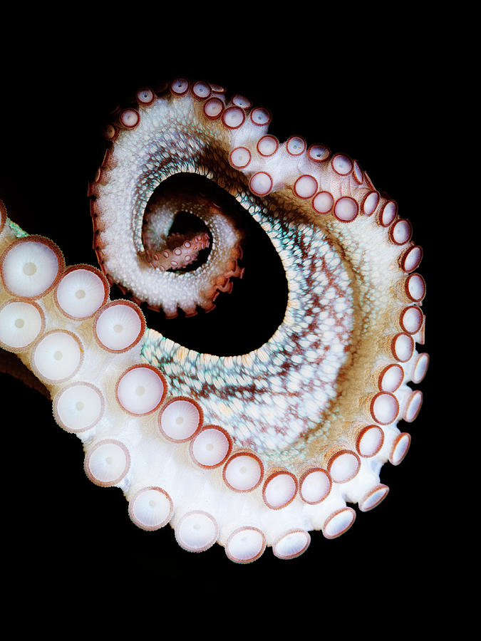Common Octopus, Octopus Vulgaris #7 Photograph by Henrik Sorensen
