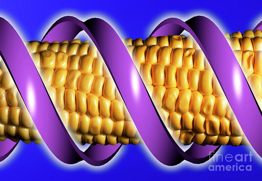 Computer Artwork Of Gm Maize With A Strand Of Dna #7 Photograph by Alfred Pasieka/science Photo Library