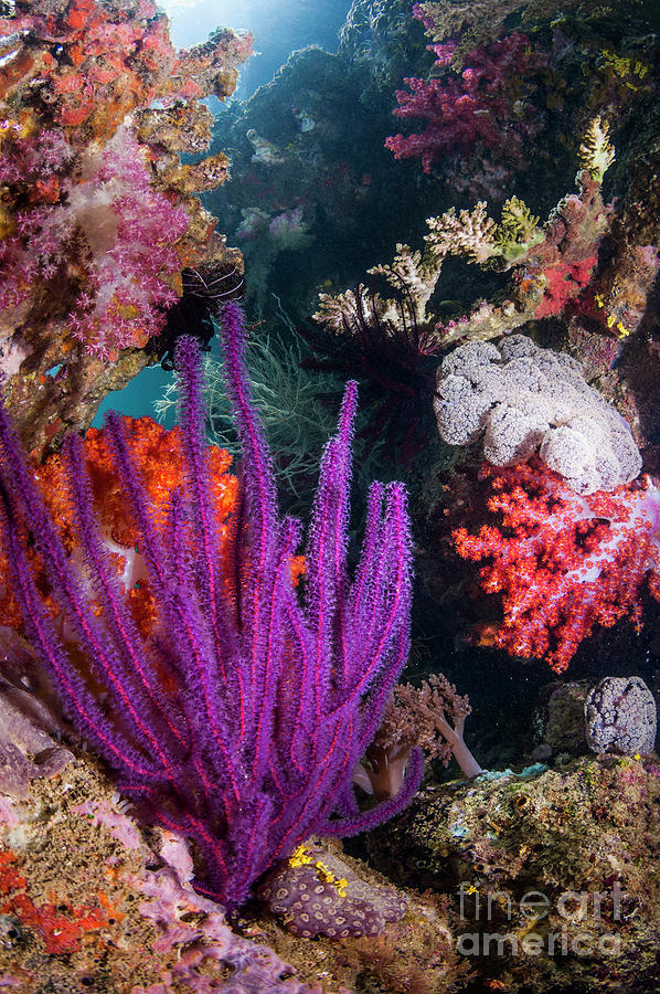 Animal Photograph - Coral Reef #7 by Georgette Douwma/science Photo Library