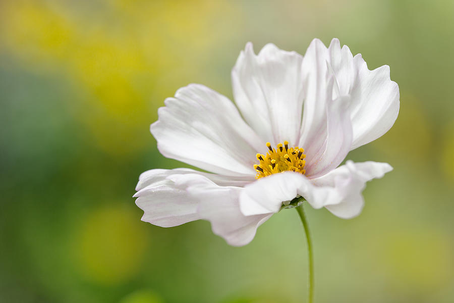 Summer Photograph - Cosmos #7 by Mandy Disher