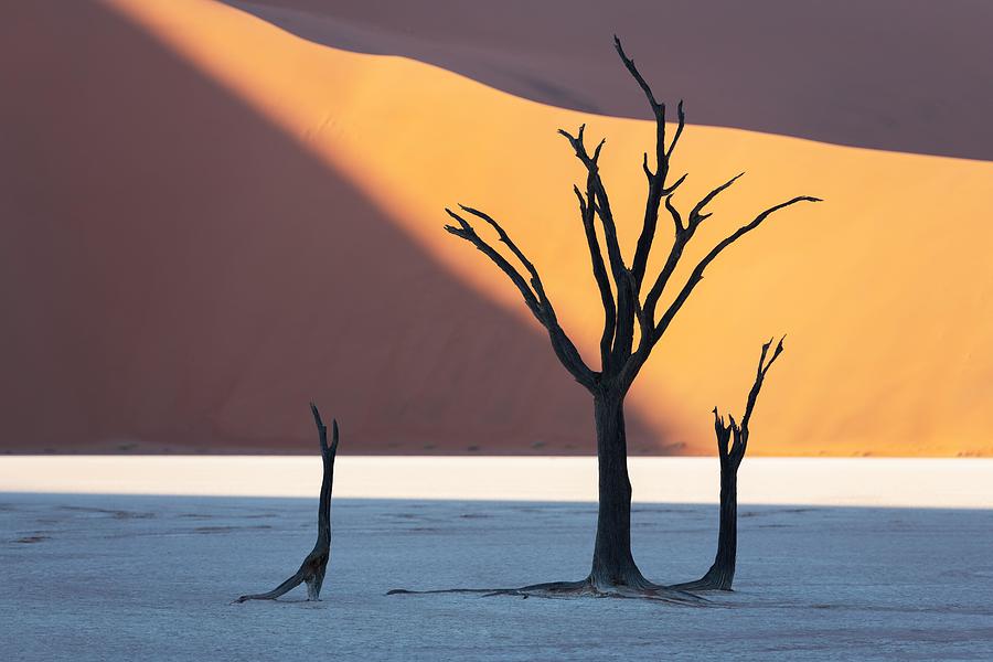 Nature Photograph - Dead Camelthorn Trees At Sunrise #7 by Ivan Kmit