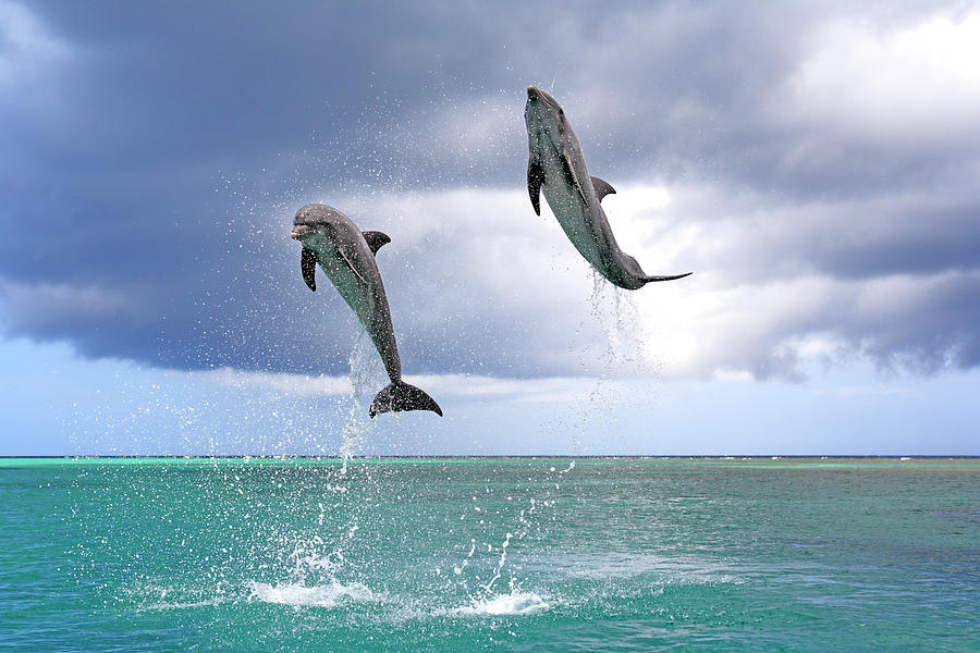Delfin Grosser Tuemmler #7 Photograph by Tier Und Naturfotografie J Und C Sohns