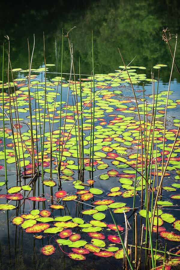 Dents Run Photograph by Steve Konya II  Fine Art America