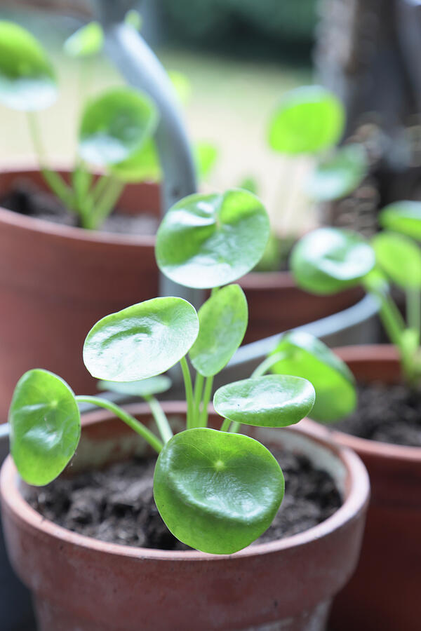 Dividing And Repotting Offshoots Of Cannon Flower pilea Peperomioides ...