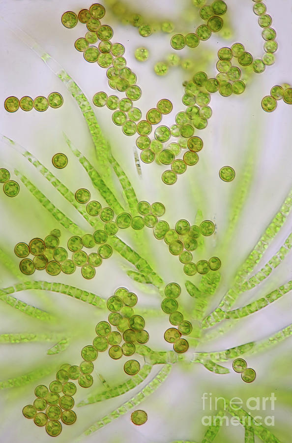 Draparnaldia Green Algae #7 Photograph by Marek Mis/science Photo Library