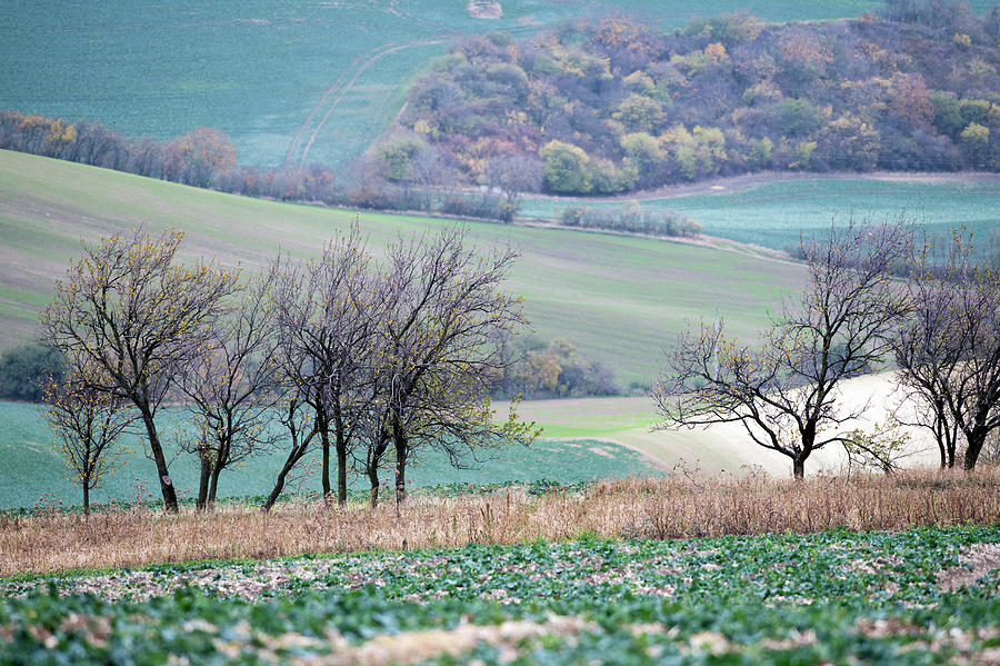 Autumn in South Moravia 8 Photograph by Dubi Roman