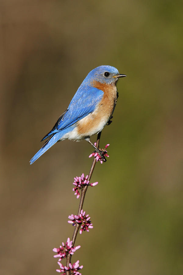 Eastern Bluebird #7 Photograph by James Zipp