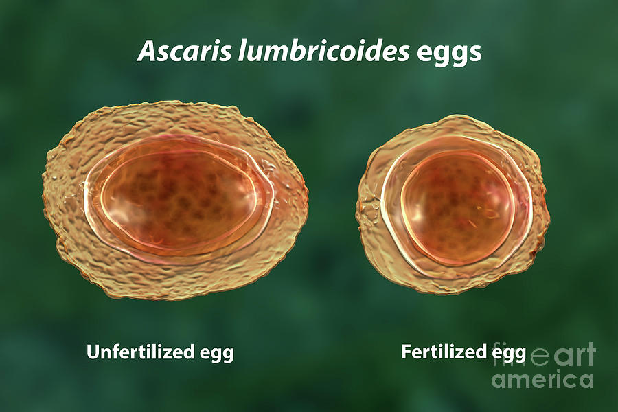 Eggs Of The Parasite Ascaris Lumbricoides Photograph By Kateryna Konscience Photo Library
