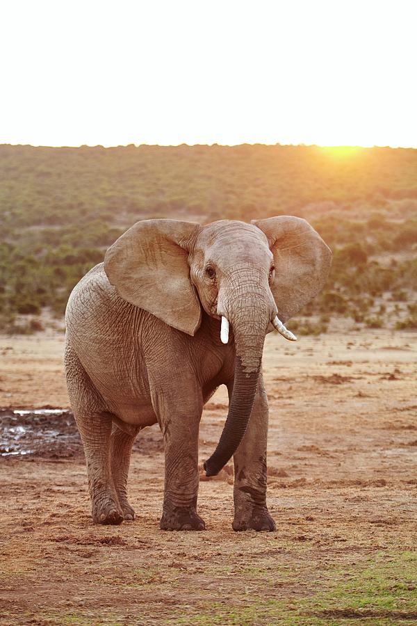 Elephant, South Africa #7 Digital Art by Richard Taylor