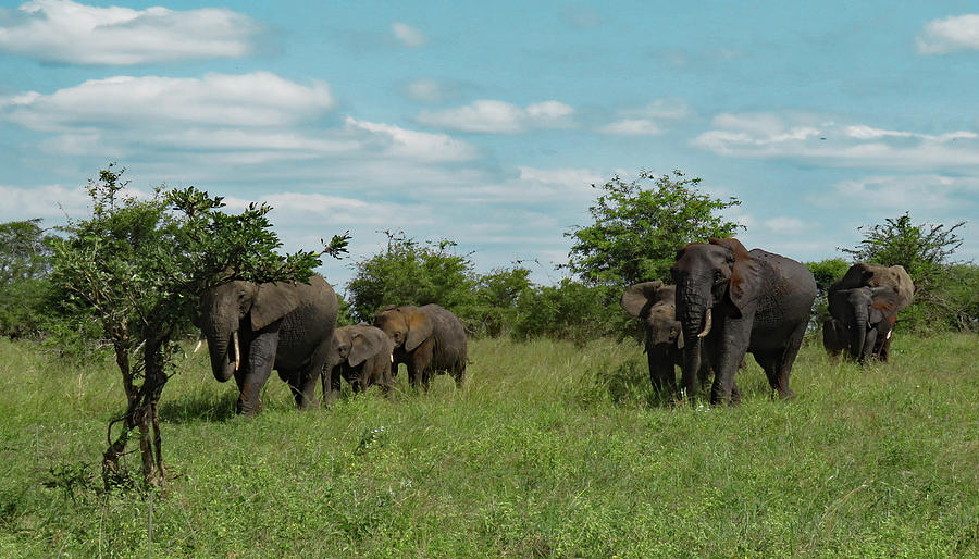 7 Elephants Photograph by Imagery-at- Work | Fine Art America