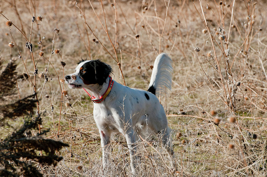 English Setter On Point #7 Photograph by William Mullins