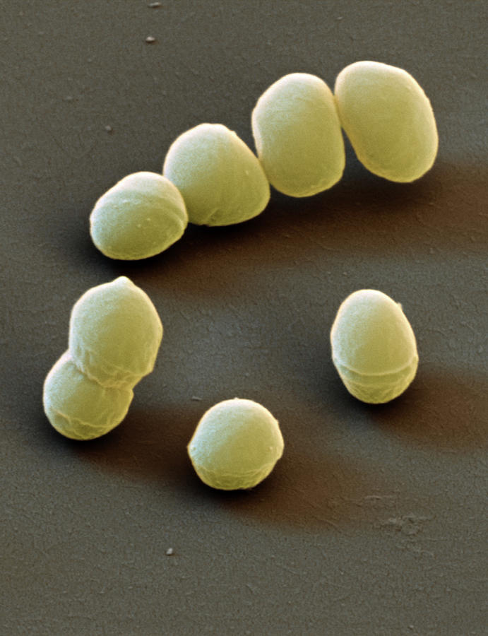 Enterococcus Faecalis, Sem Photograph by Oliver Meckes EYE OF SCIENCE Pixels