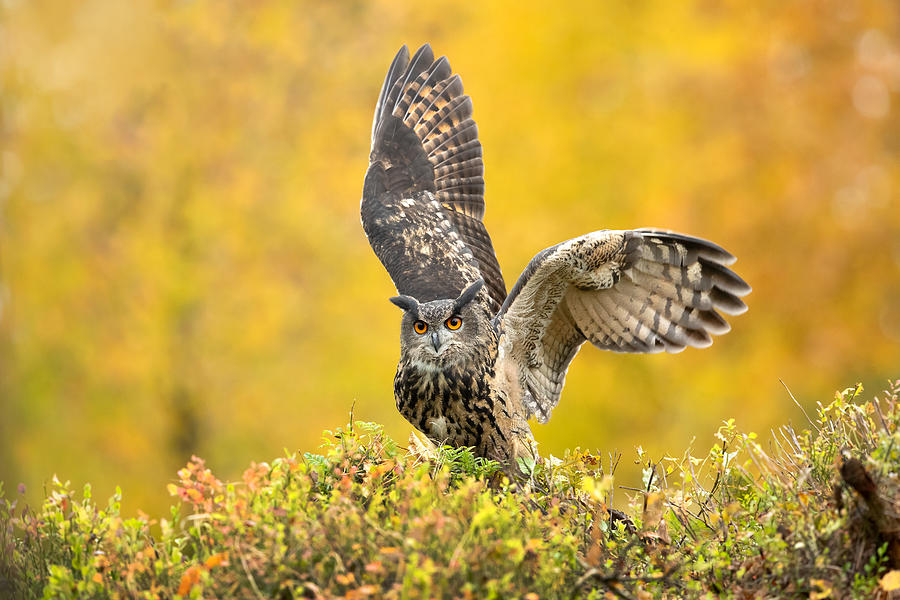 Eurasian Eagle-owl #7 Photograph by Milan Zygmunt
