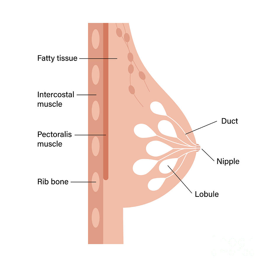 Female Breast Anatomy #7 by Pikovit / Science Photo Library