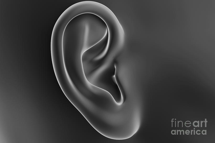 Female Ear #7 Photograph by Sebastian Kaulitzki/science Photo Library