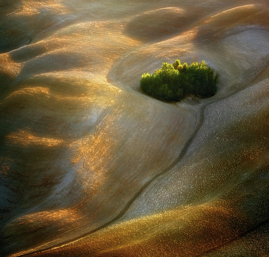 Tree Photograph - Fields... #7 by Krzysztof Browko