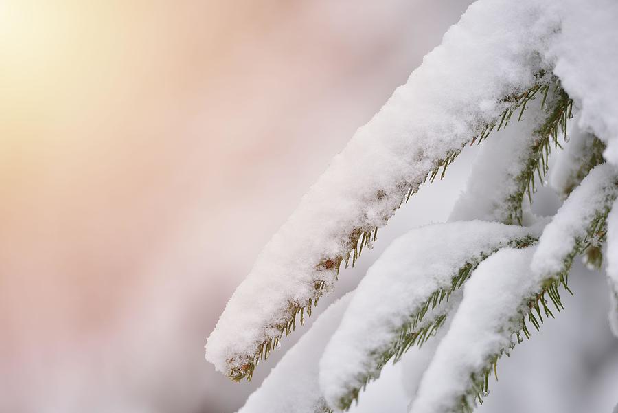 Winter Photograph - Fir Trees Full Of Snow On Cold Winter #7 by Daniel Chetroni