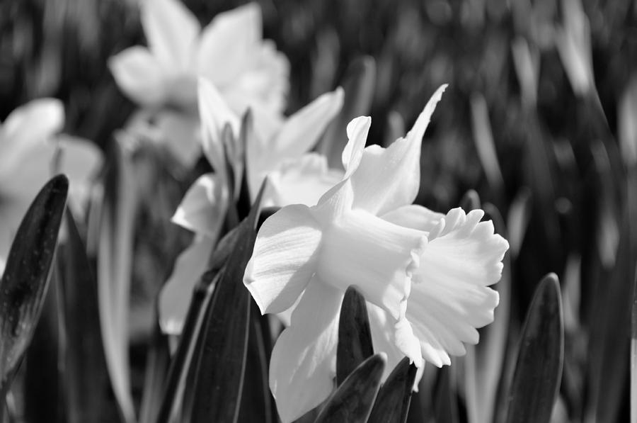 Flowers Black and White collection Photograph by Helen Wade - Fine Art ...