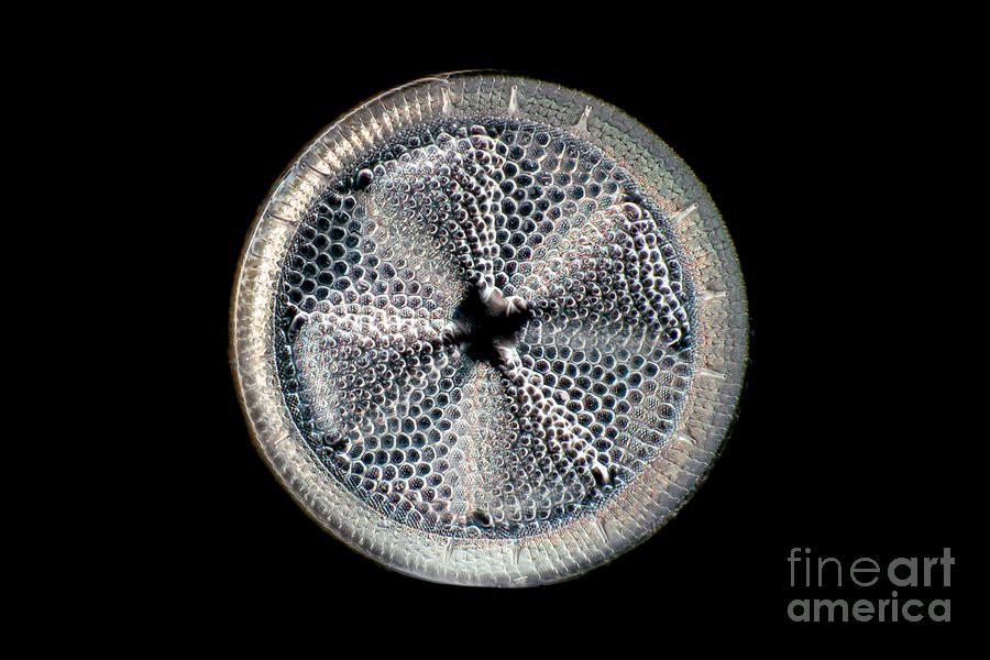 Fossil Diatom Photograph by Frank Fox/science Photo Library - Pixels