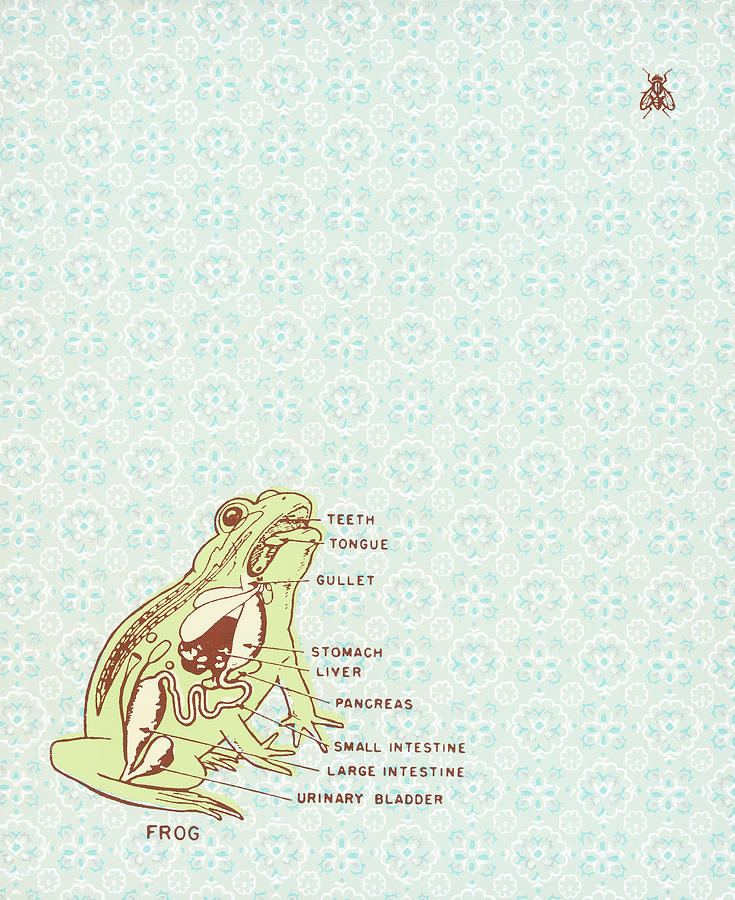 Vintage Drawing - Frog #7 by CSA Images