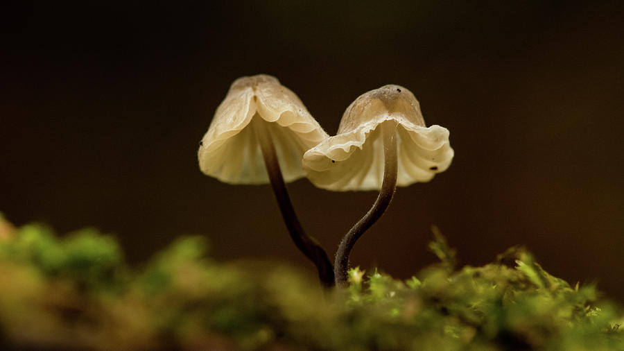 Nature Photograph - Funghi #7 by Silviu Dascalu