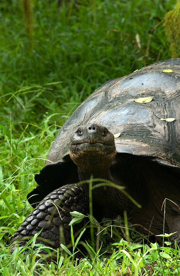 Galapagos Giant Tortoise #7 Photograph by Michael Lustbader