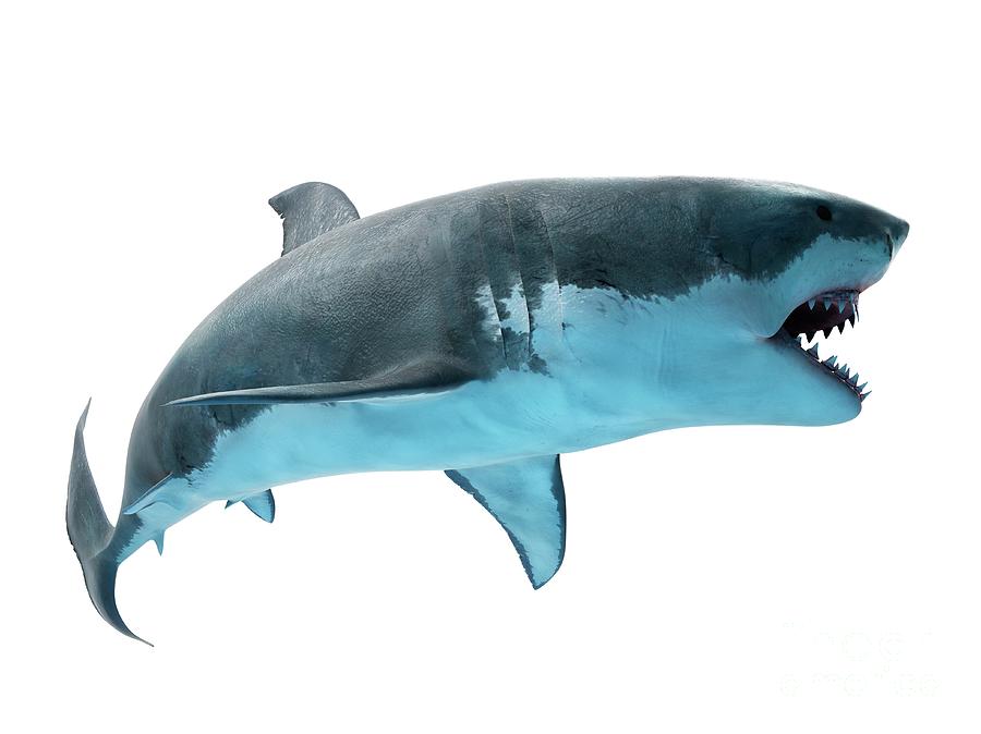 Great White Shark #7 Photograph by Sebastian Kaulitzki/science Photo Library