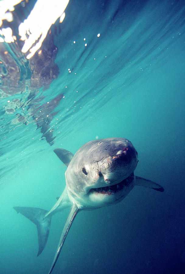 Great White Shark, South Africa Photograph by Stuart Westmorland - Fine ...