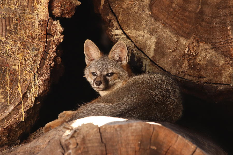 Grey Fox by Paul Comish Grey Fox by Paul Comish