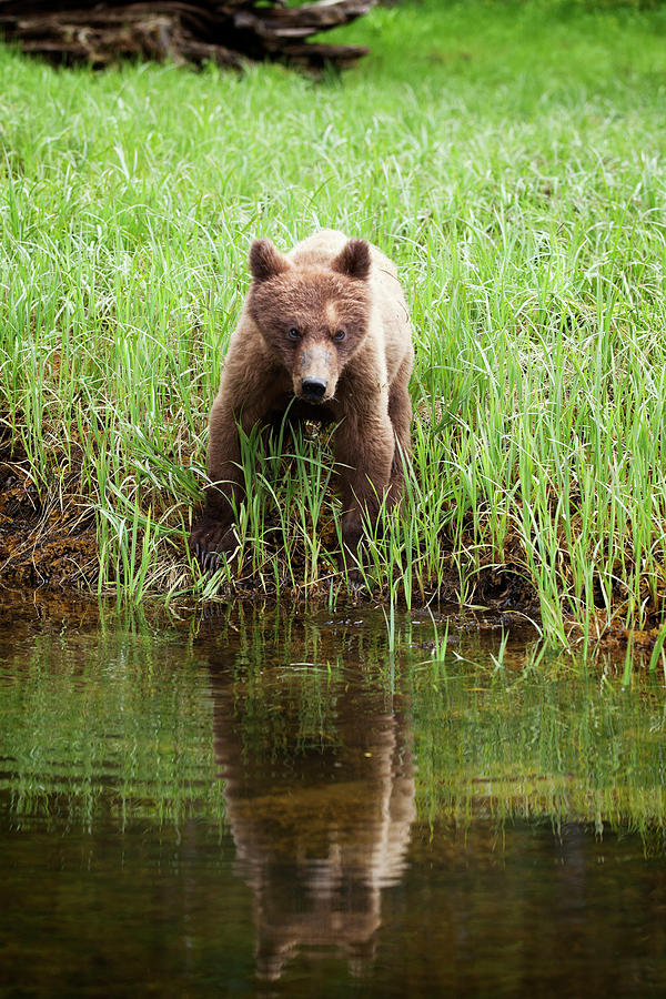 Grizzly Bear Ursus Arctos Horribilis #7 Photograph by Richard Wear / Design Pics