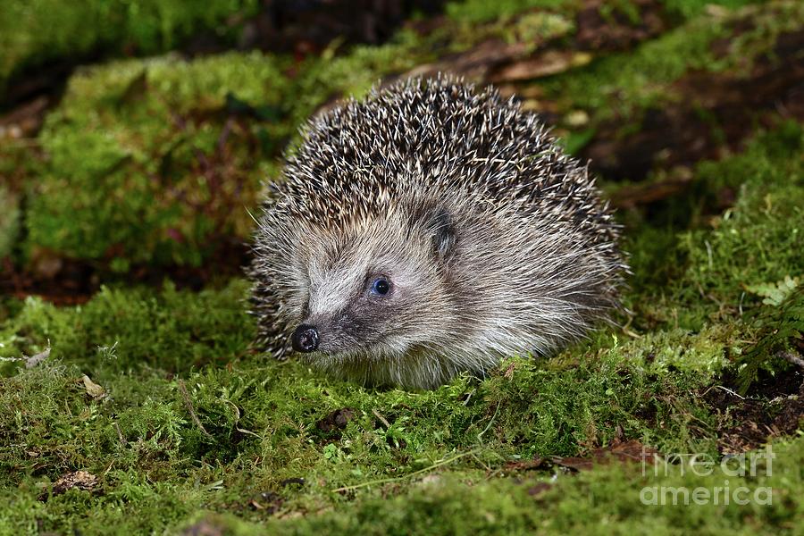 Nature Photograph - Hedgehog #7 by Colin Varndell/science Photo Library