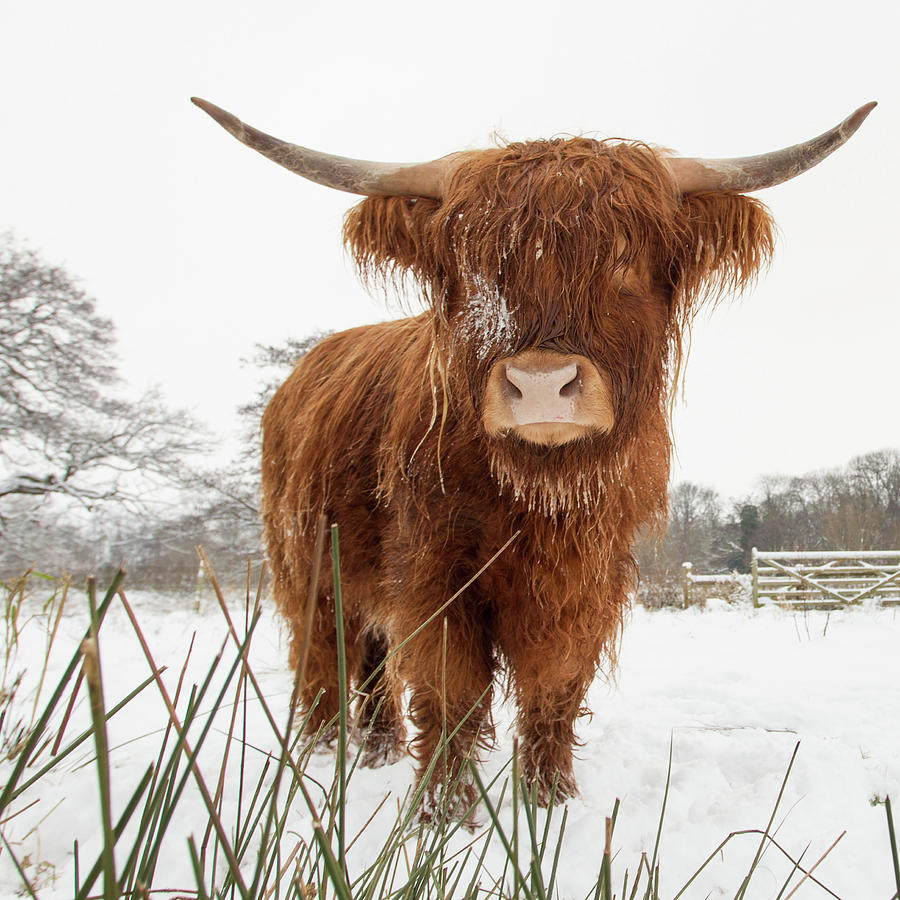 Highland Cow #7 Photograph by Simon Wrigglesworth