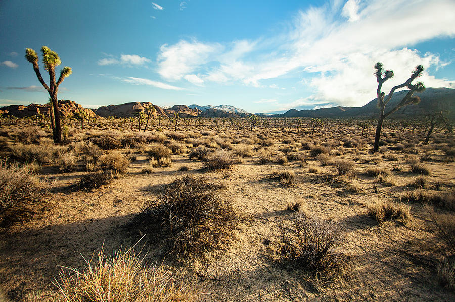 Highlining And Camping In Joshua Tree Photograph by Scott Hardesty