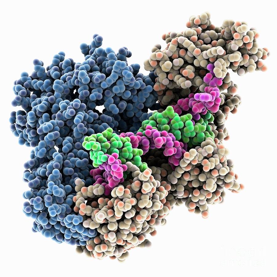Biochemical Photograph - Hiv-1 Reverse Transcriptase Complex #7 by Laguna Design/science Photo Library