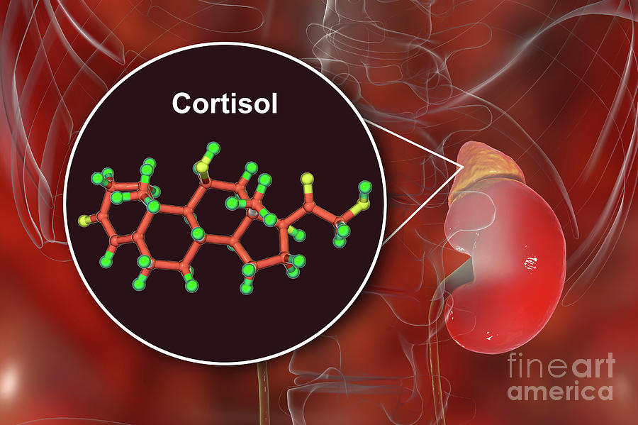 adrenal glands produce cortisol