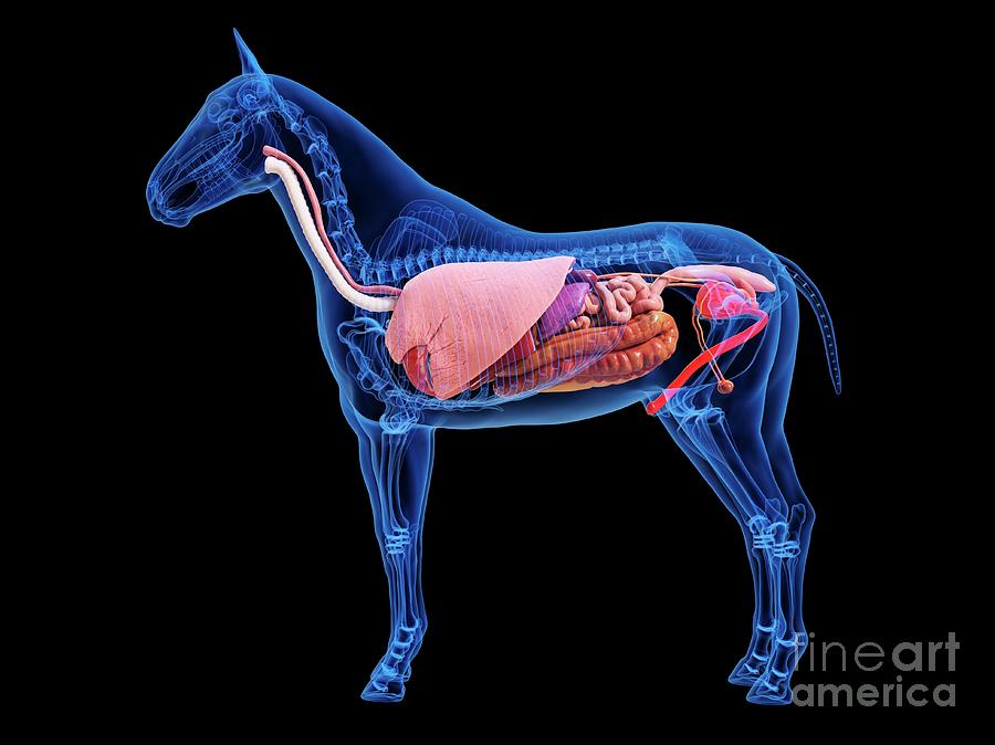 Wildlife Photograph - Horse Anatomy #7 by Sebastian Kaulitzki/science Photo Library