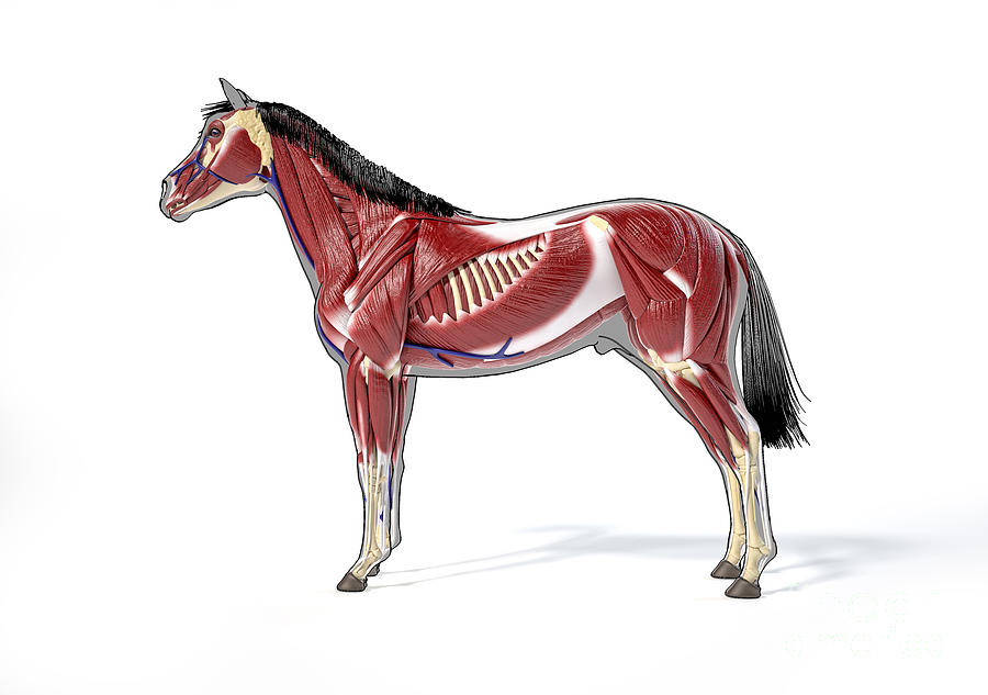 Horse Musculature Photograph by Leonello Calvetti/science Photo Library ...