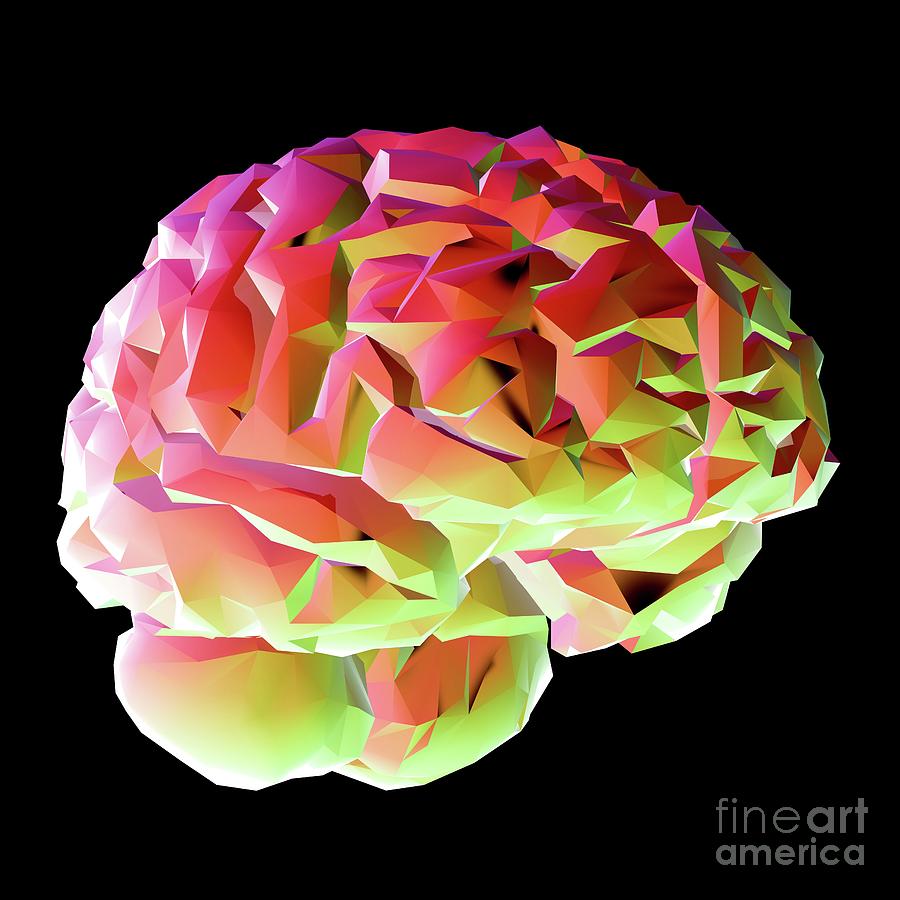 Human Brain Photograph By Russell Kightley Science Photo Library Fine Art America
