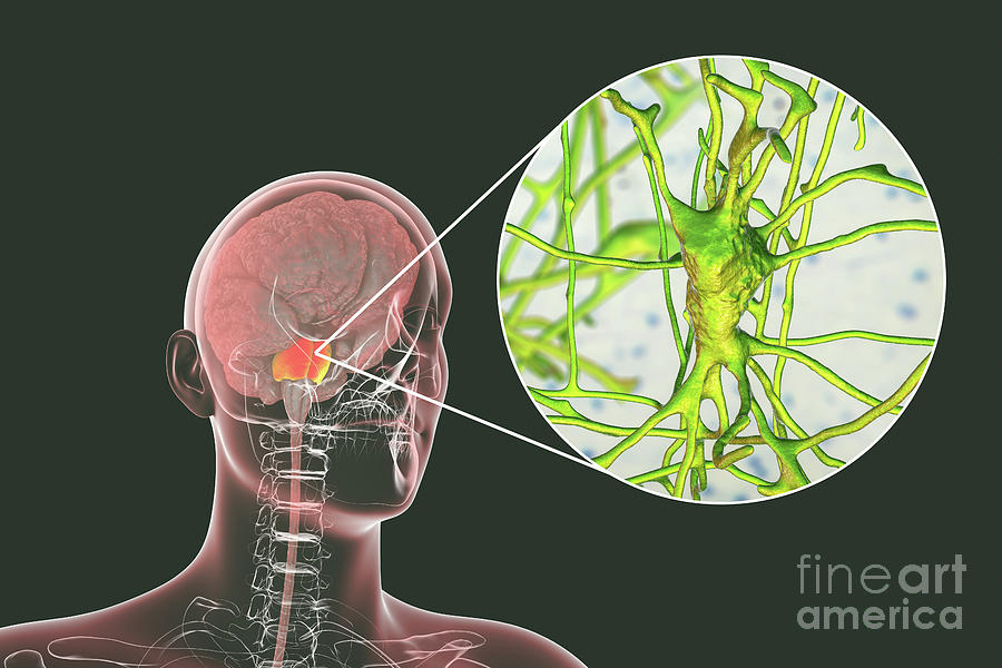 Human Brain With Highlighted Pons And Neurons Photograph by Kateryna ...