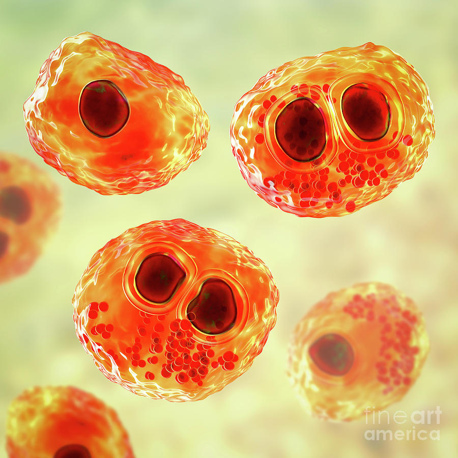 Human Cytomegaloviruses In A Cell #7 Photograph by Kateryna Kon/science Photo Library