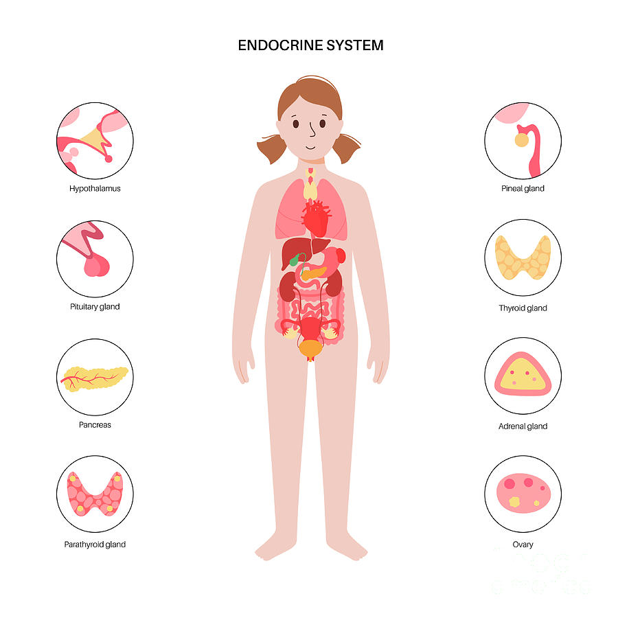 7 Human Endocrine System Pikovit Science Photo Library 