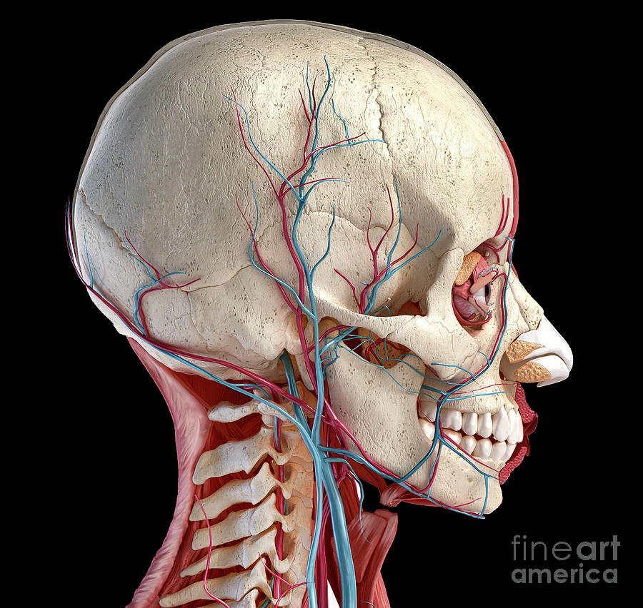 Human Head Anatomy Photograph by Leonello Calvetti/science Photo ...