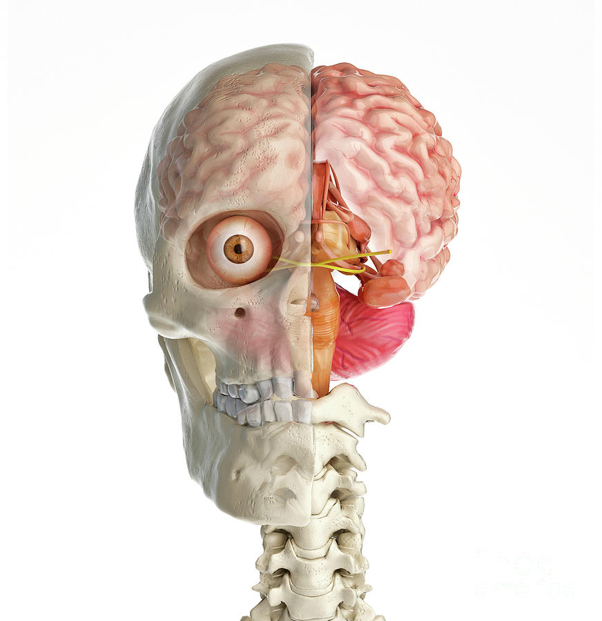 Human Skull Cross-section With Brain #7 by Leonello Calvetti/science Photo  Library