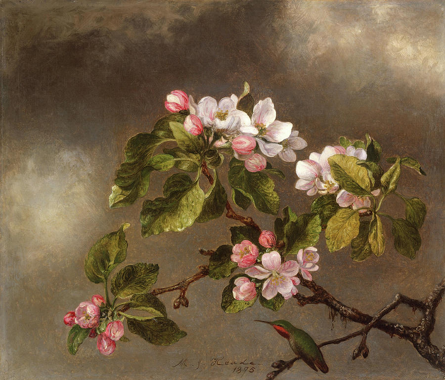 Hummingbird and Apple Blossoms. #7 Painting by Martin Johnson Heade