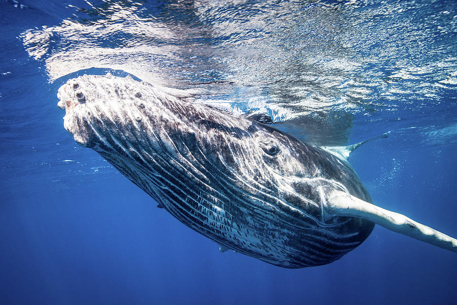 Humpback Whale Swimming Underwater Digital Art by Richard Robinson ...