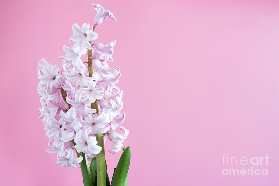 Spring Photograph - Hyacinth (hyacinthus Orientalis) Flowers #7 by Wladimir Bulgar/science Photo Library