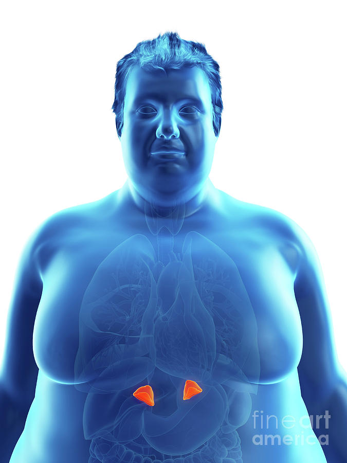 adrenal gland hyperactivity adrenal gland hyperactivity